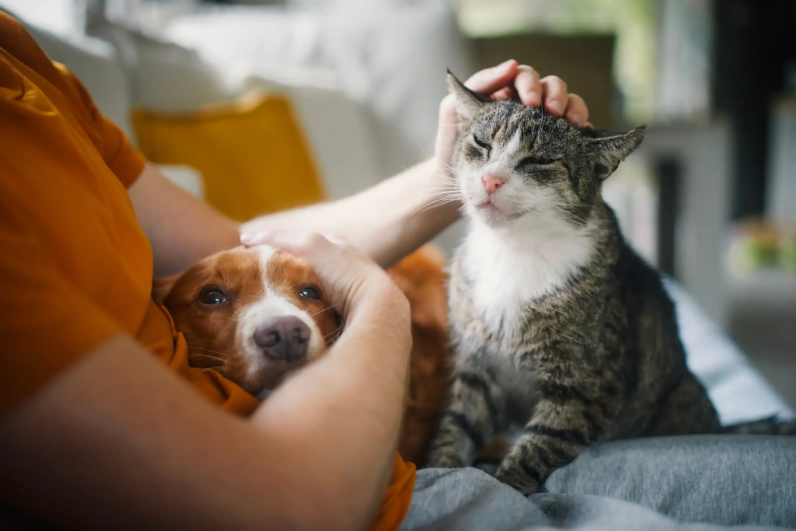Pet Insurance Florida
