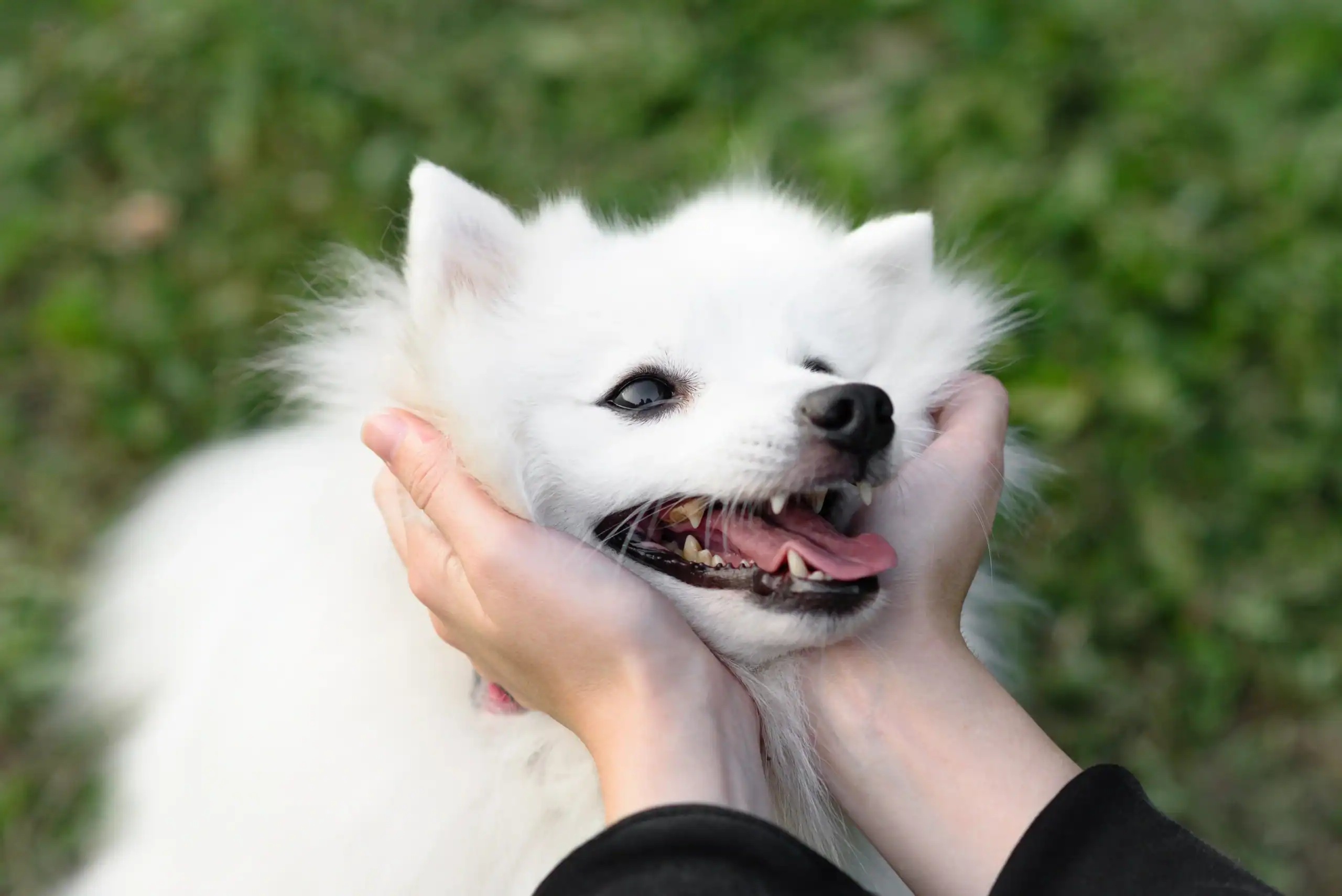Pet Insurance Florida
